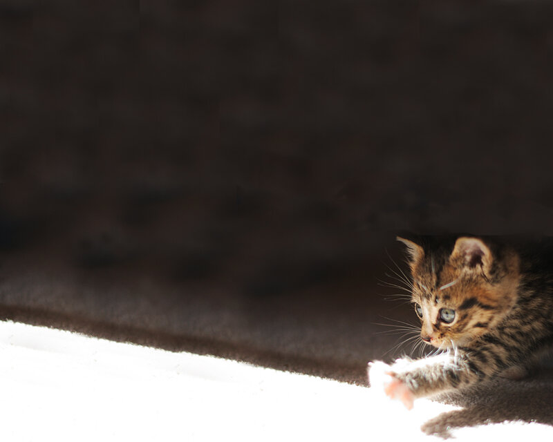 Tabby Kitten in Sunlight — Brown, Dramatic, Photograph, Carpet