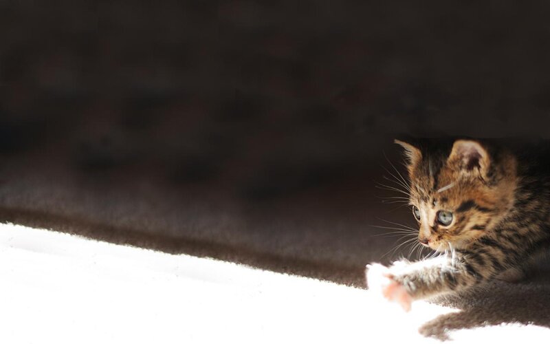 Tabby Kitten in Sunlight — Brown, Dramatic, Photograph