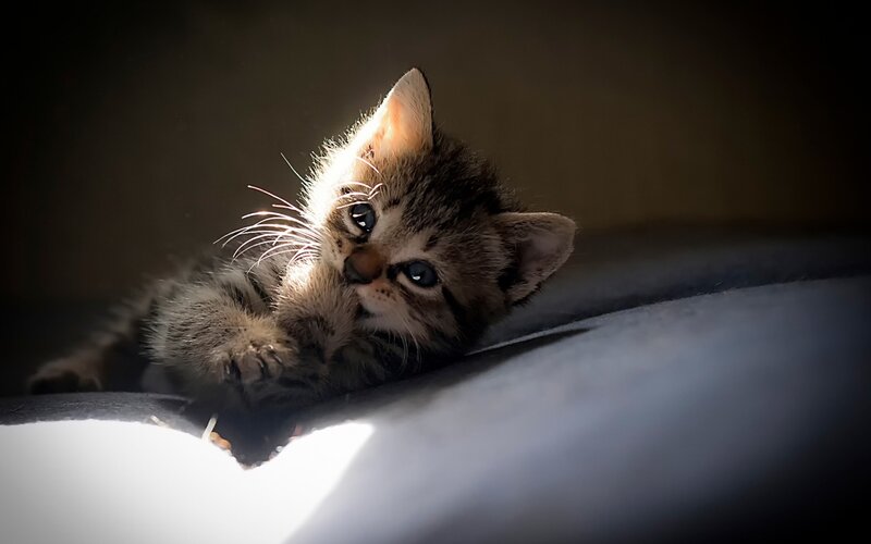 Tabby Kitten in Sunlight — Brown, Dramatic
