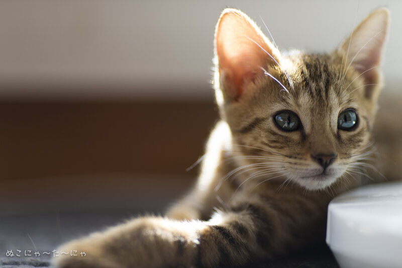 Tabby Kitten in Sunlight — Brown