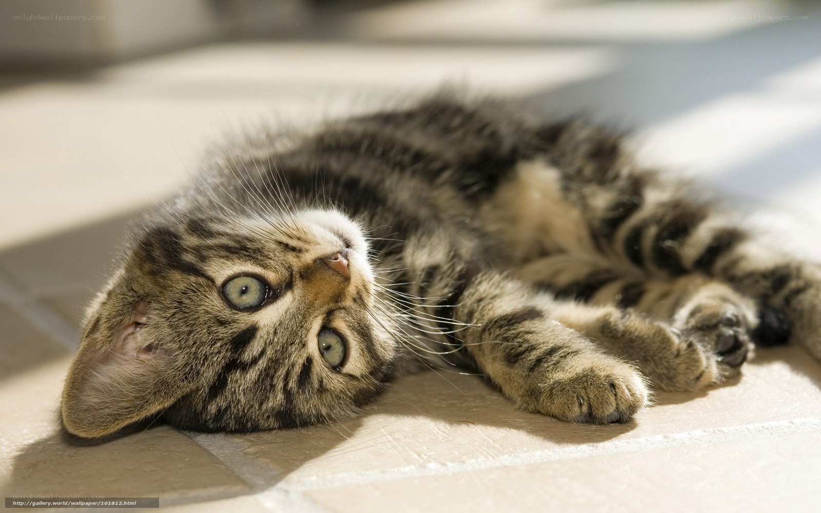 tabby kitten in sunlight
