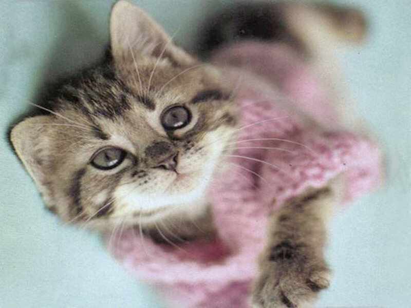 Tabby Kitten in Sweater — Brown