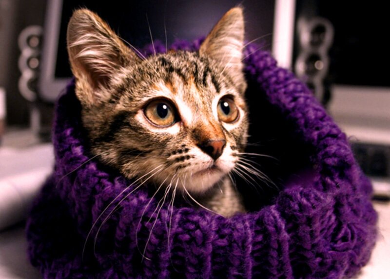 Tabby Kitten in Sweater