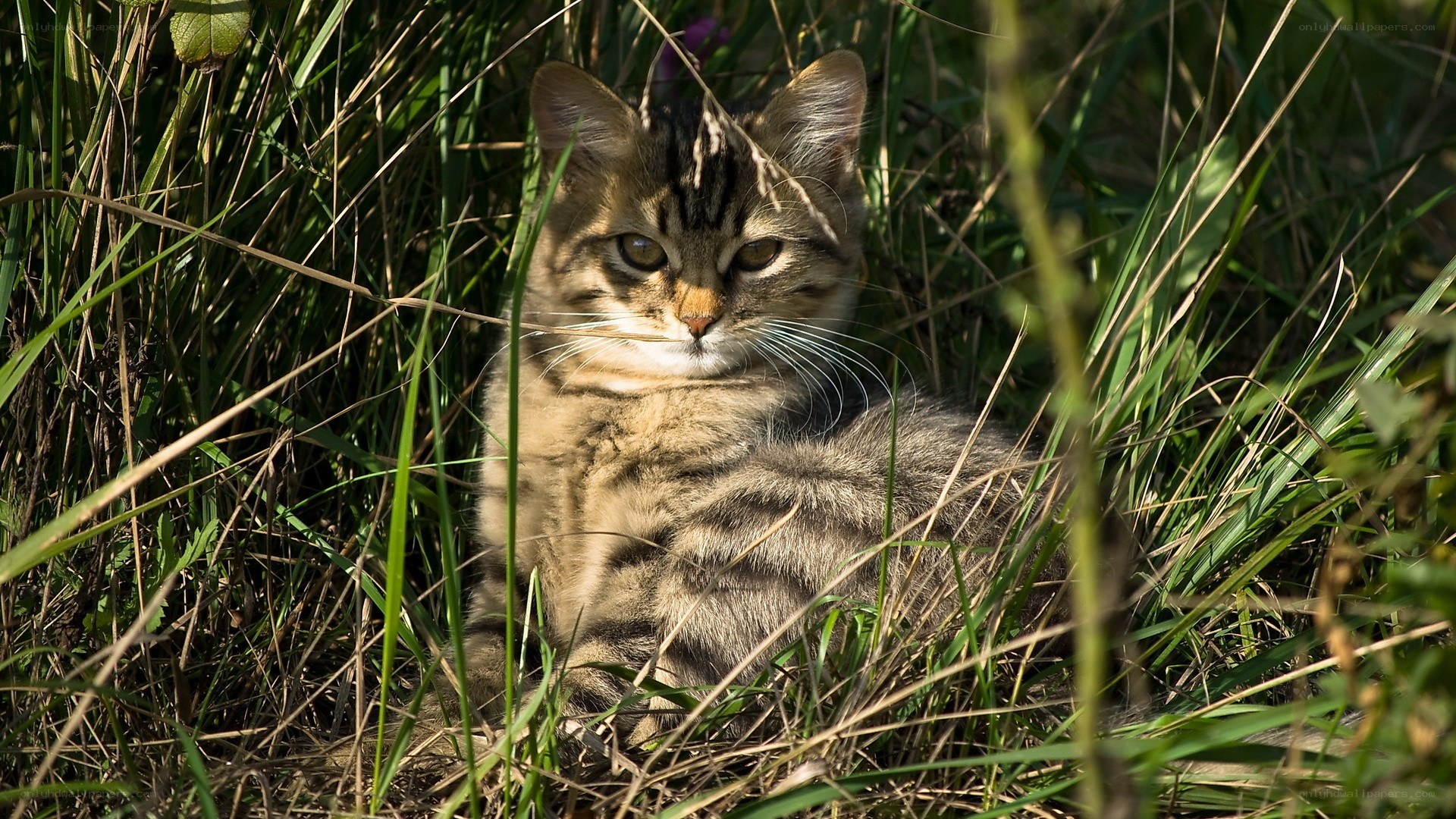 tabby kitten in tall grass