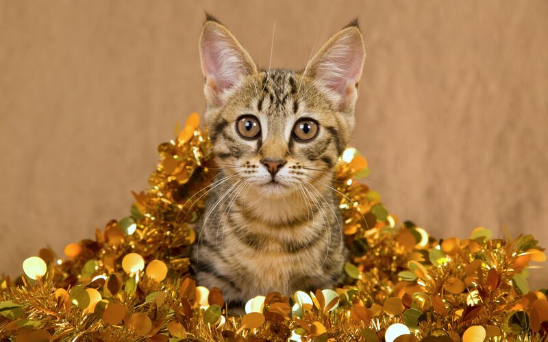 Tabby Kitten in Tinsel
