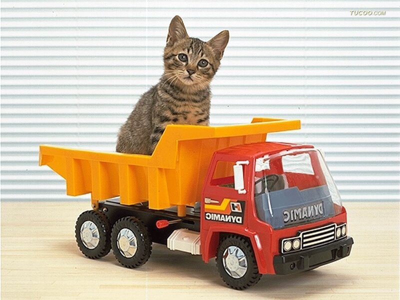 Tabby Kitten in Toy Truck