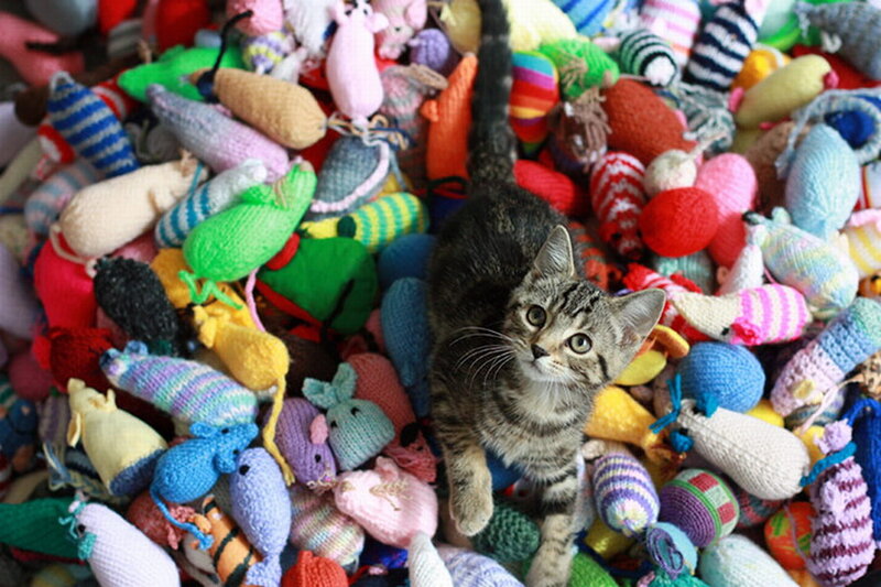 Tabby Kitten in Toys