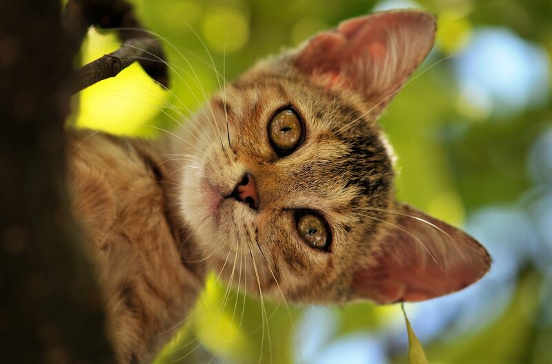 Tabby Kitten in Tree — Brown, Curious, Afternoon
