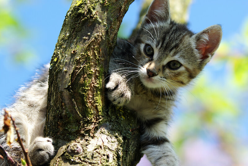 Tabby Kitten in Tree — Brown, Curious