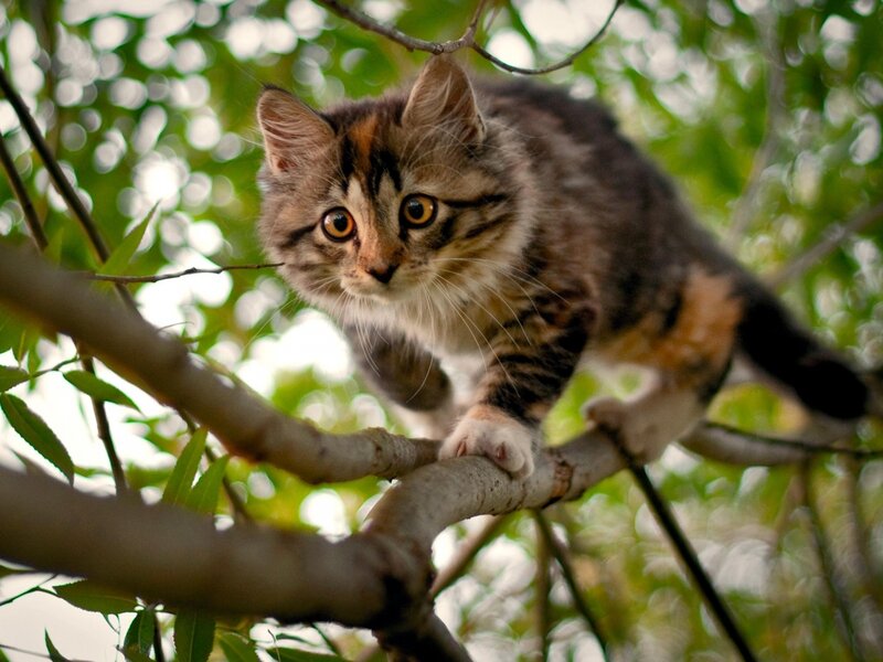 Tabby Kitten in Tree — Brown