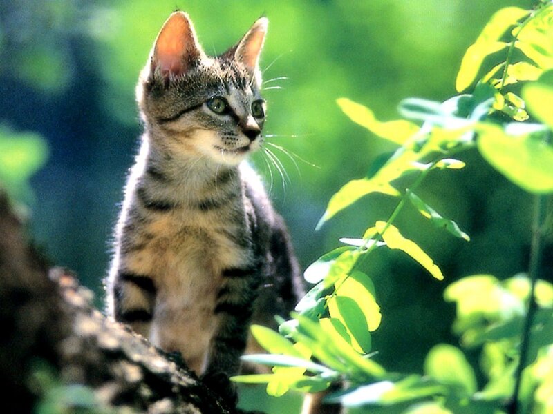 Tabby Kitten in Tree — Green, Calm, Afternoon