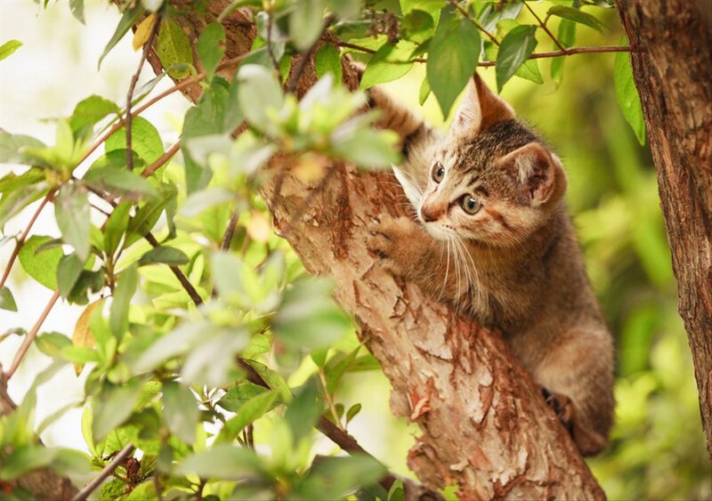 Tabby Kitten in Tree — Green