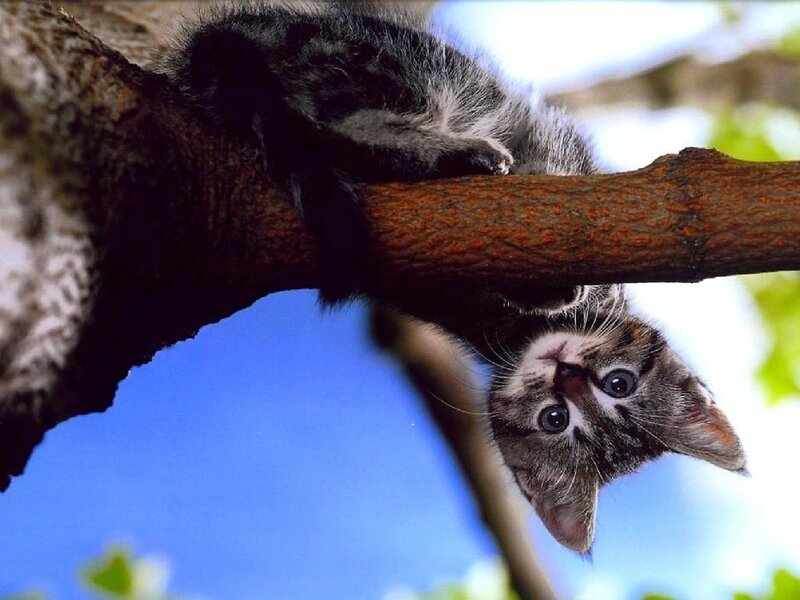 Tabby Kitten in Tree