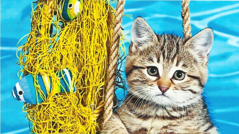 Tabby Kitten in Water