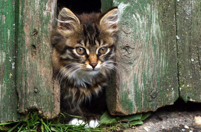 Tabby Kitten in Wood