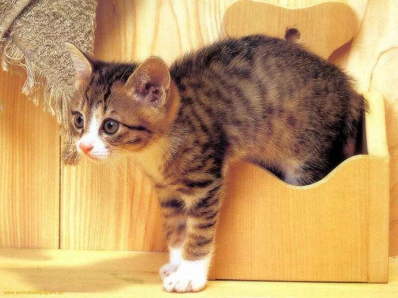 Tabby Kitten in Wooden Box