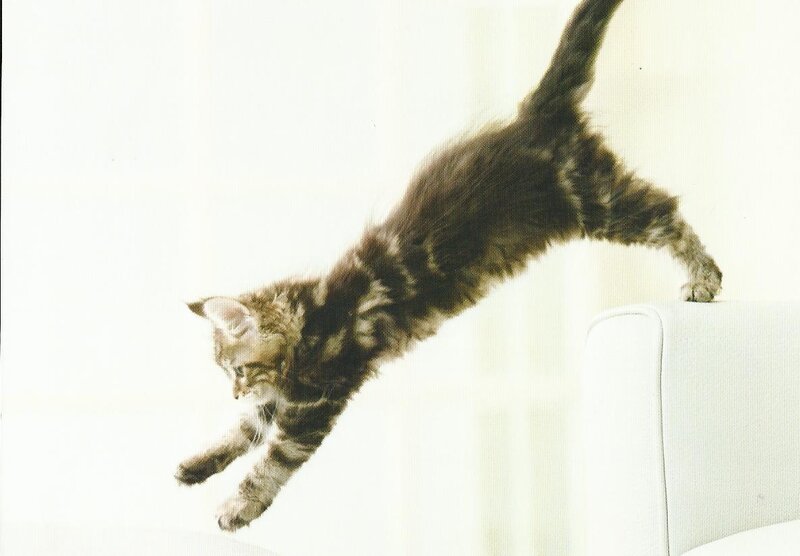 Tabby Kitten Jumping — White