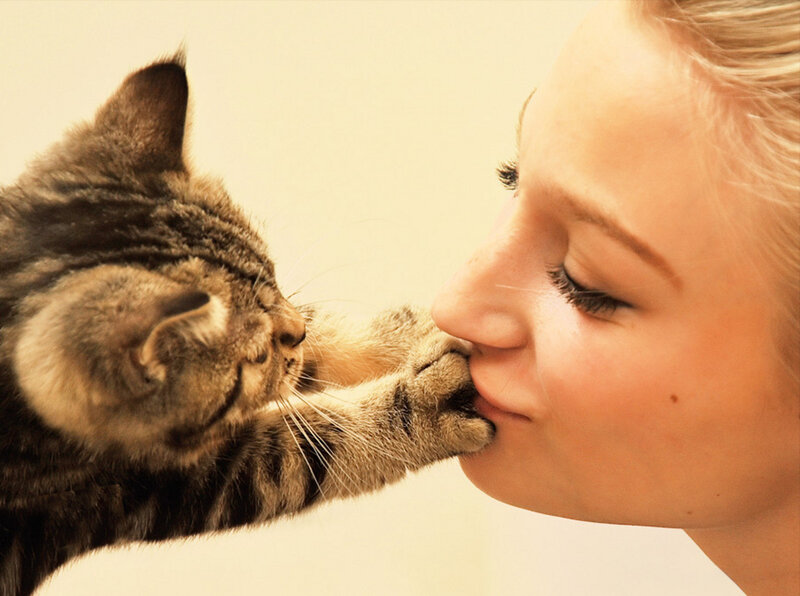 Tabby Kitten Kissing Woman