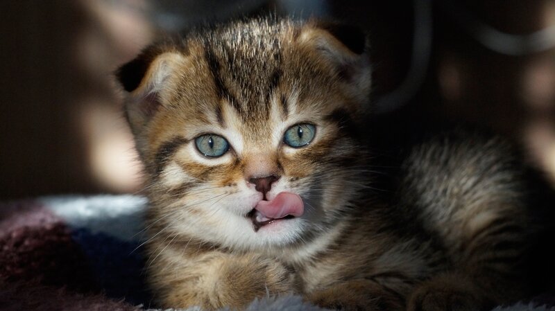 Tabby Kitten Licking — Brown