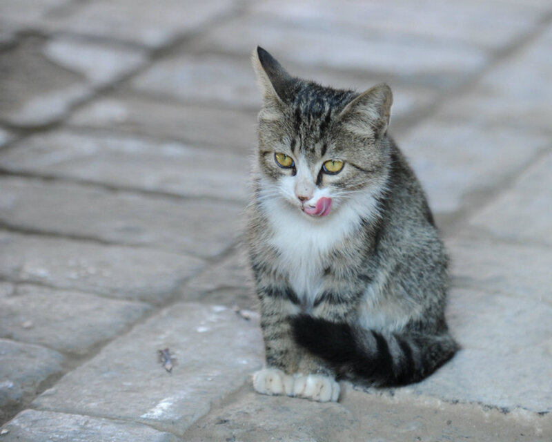 Tabby Kitten Licking — Gray, Calm