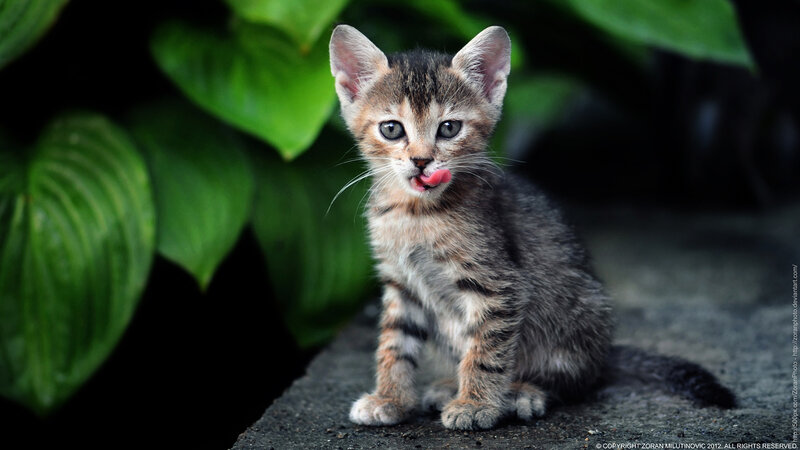 Tabby Kitten Licking — Gray