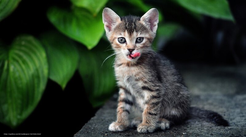 Tabby Kitten Licking — Green, Curious