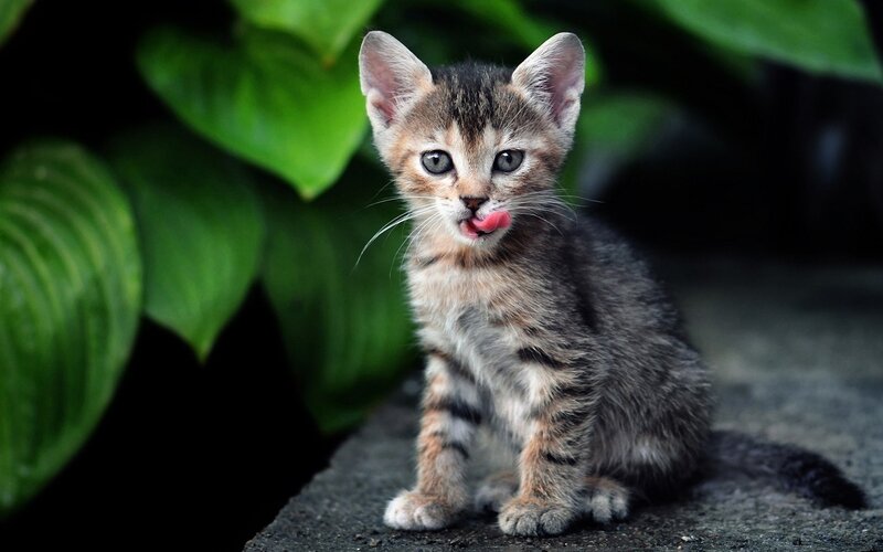 Tabby Kitten Licking — Green