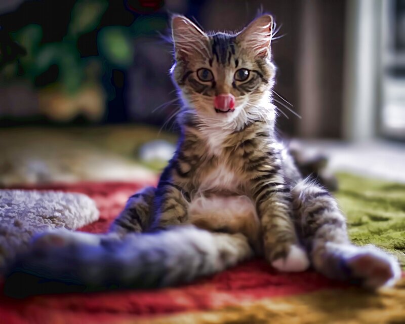 Tabby Kitten Licking Nose