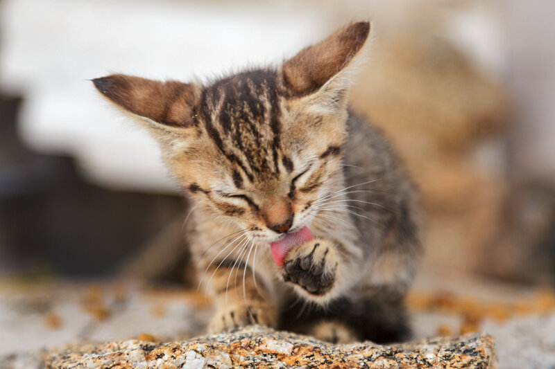Tabby Kitten Licking Paw