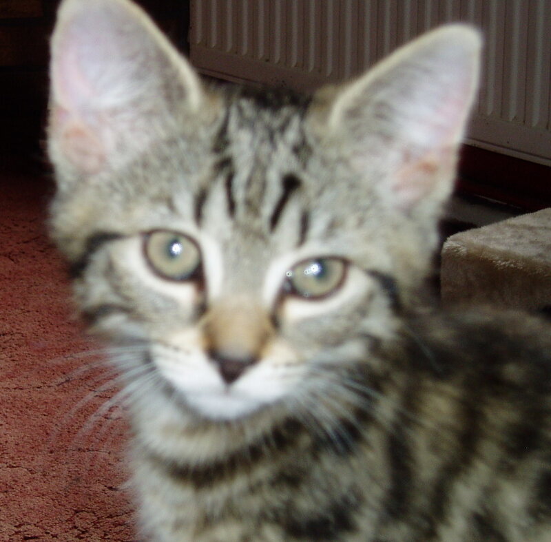 tabby kitten looking at camera