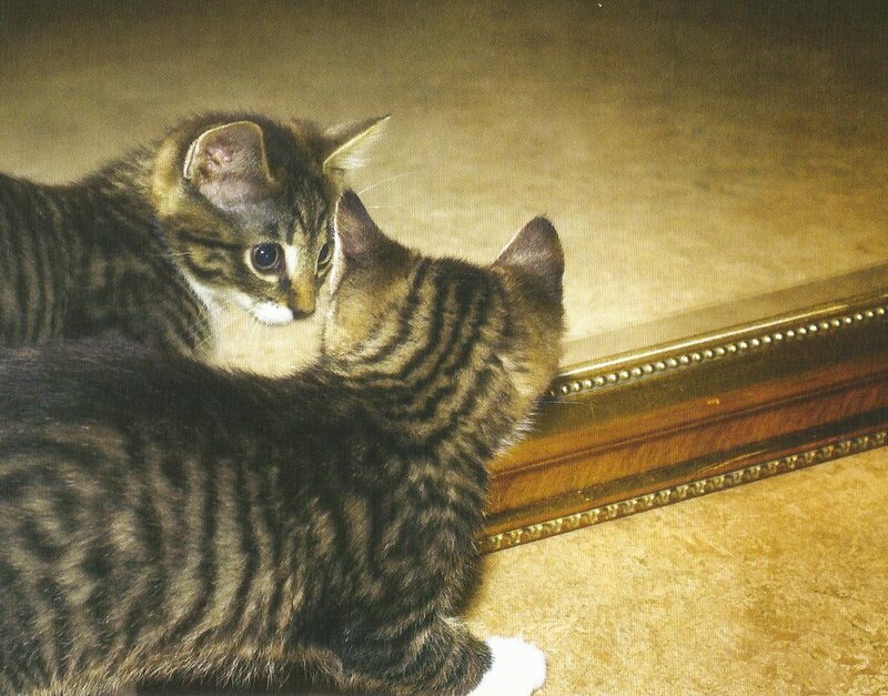 Tabby Kitten Looking at Mirror