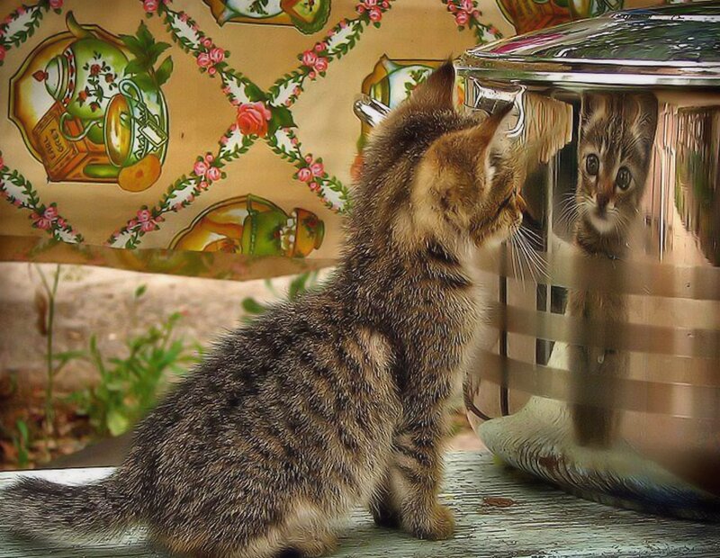 Tabby Kitten Looking at Reflection — Brown