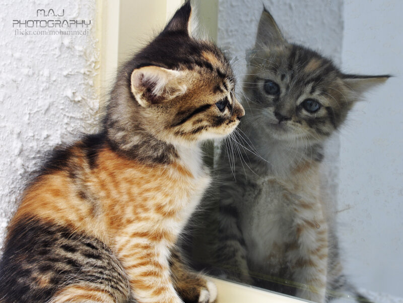 Tabby Kitten Looking at Reflection