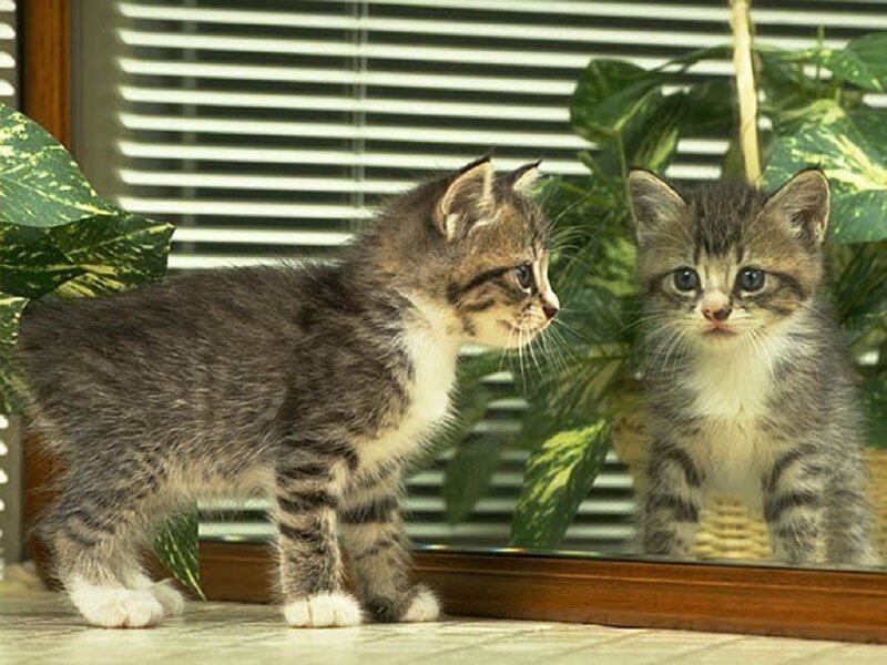 Tabby Kitten Looking in Mirror