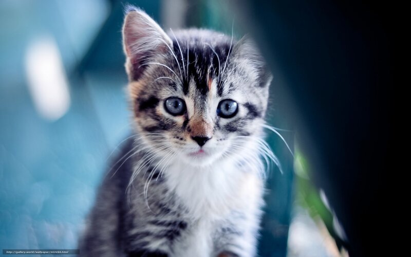 Tabby Kitten Looking