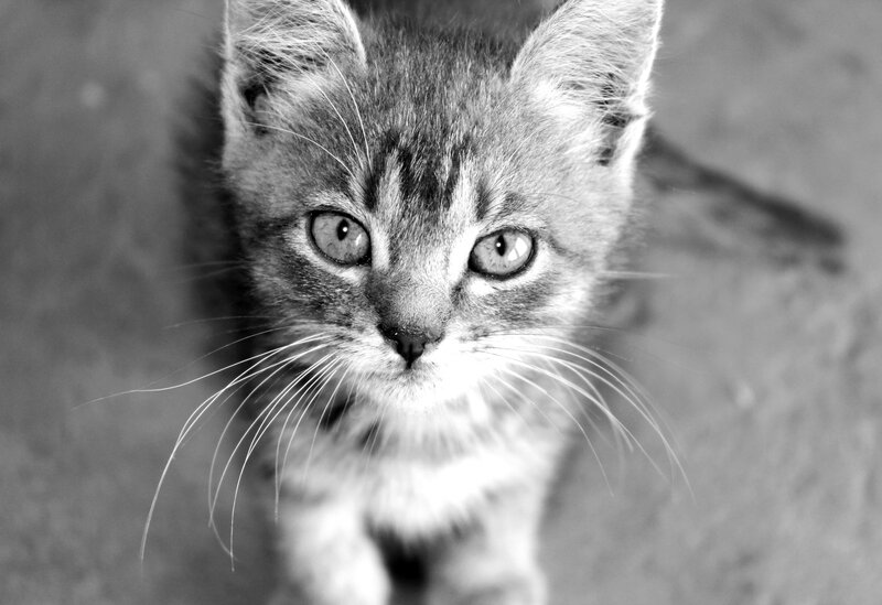 Tabby Kitten Looking Up — Black, Neutral