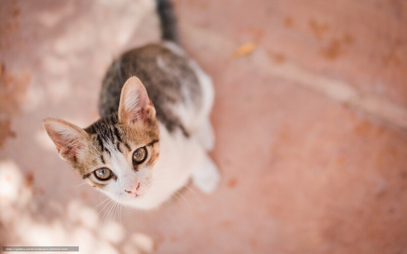 Tabby Kitten Looking Up — Brown, Calm, Afternoon