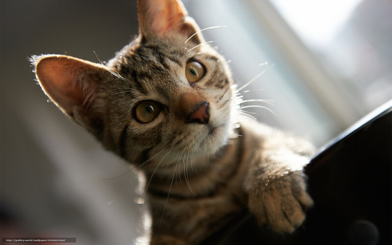 Tabby Kitten Looking Up — Brown, Curious, Afternoon