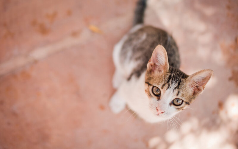 Tabby Kitten Looking Up — Brown, Curious