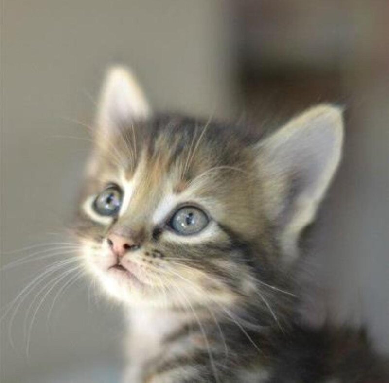 Tabby Kitten Looking Up — Brown, Innocent