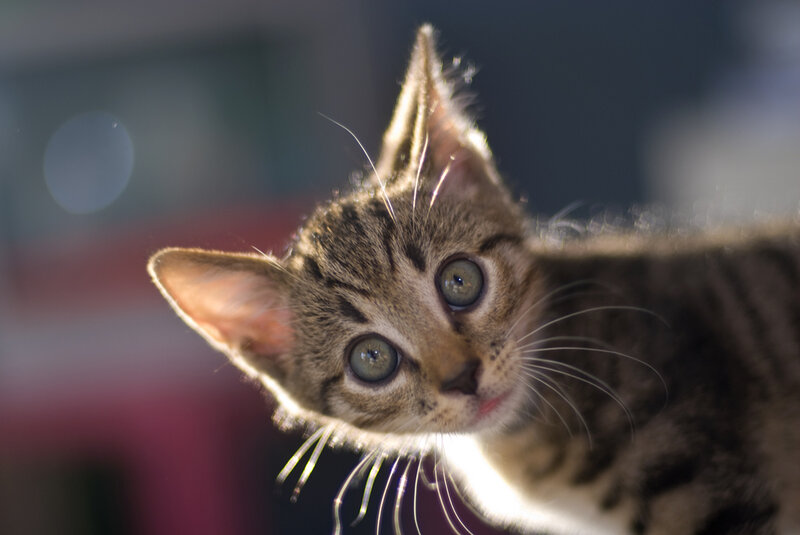 Tabby Kitten Looking Up — Brown