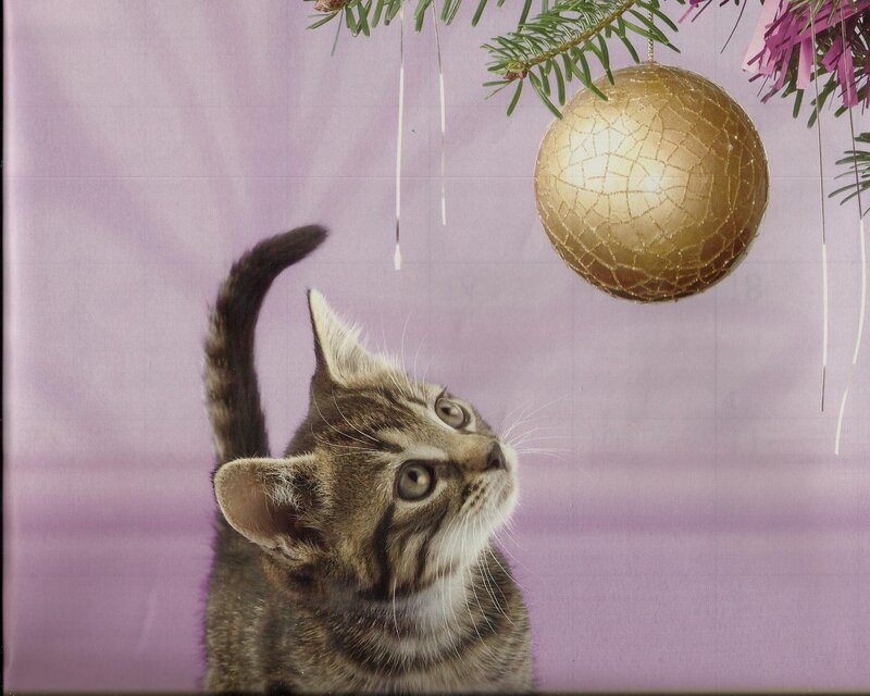 Tabby Kitten Looking Up — Purple