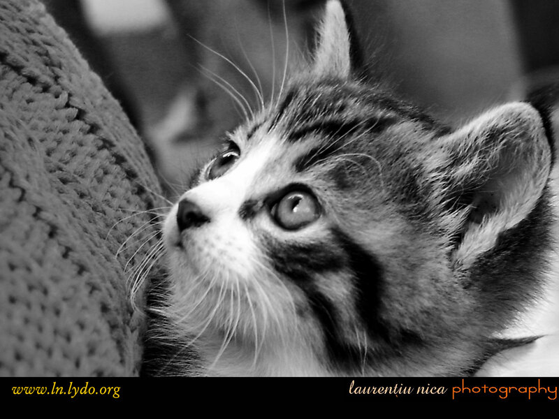 Tabby Kitten Looking Up