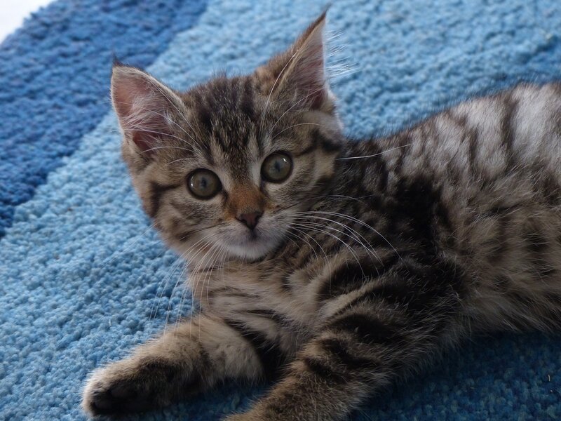 Tabby Kitten Lying — Blue