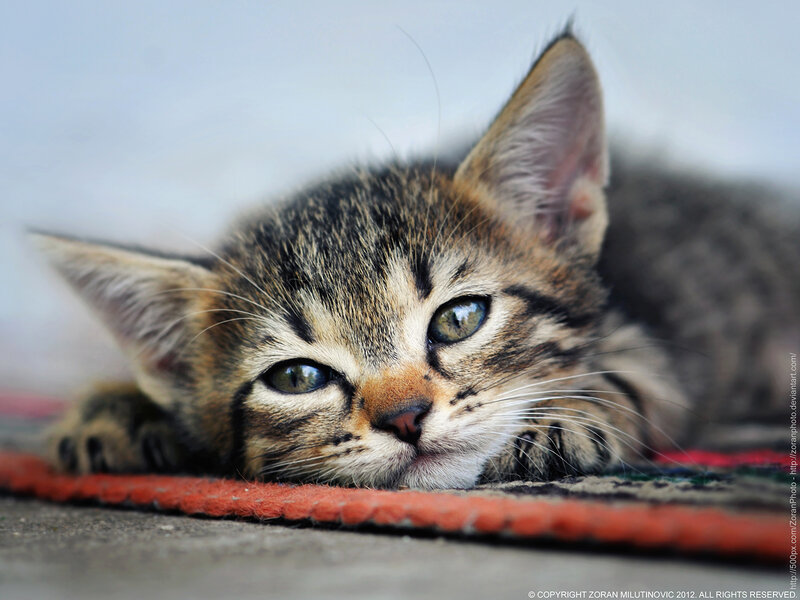 Tabby Kitten Lying — Brown, Calm, Photograph, Carpet