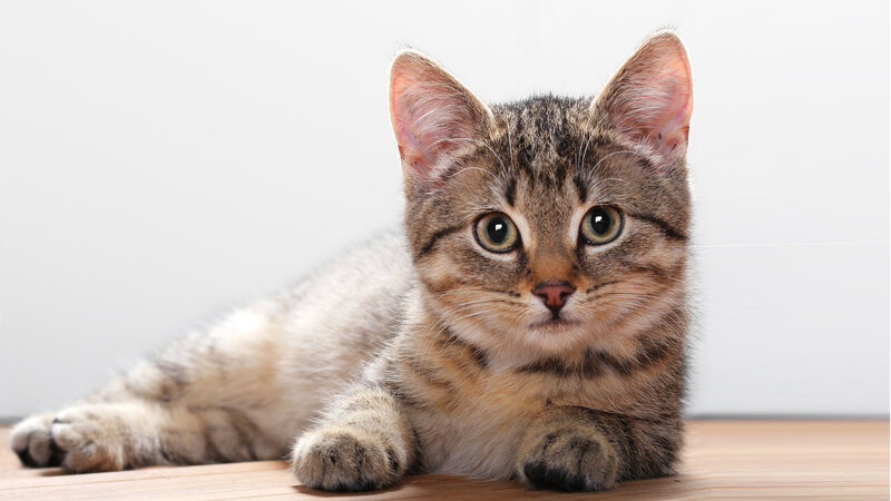Tabby Kitten Lying — Brown, Calm, Photograph, Floor