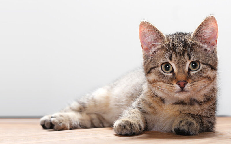 Tabby Kitten Lying — Brown, Calm, Photograph, Floor, Wall