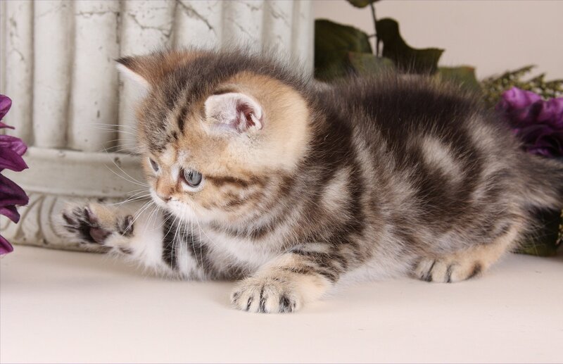 Tabby Kitten Lying — Brown, Calm, Photograph, Flowers