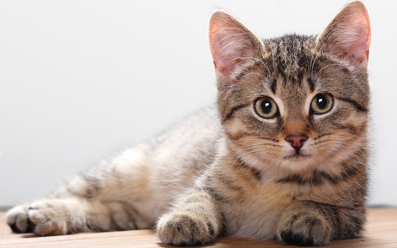 Tabby Kitten Lying — Brown, Calm, Photograph