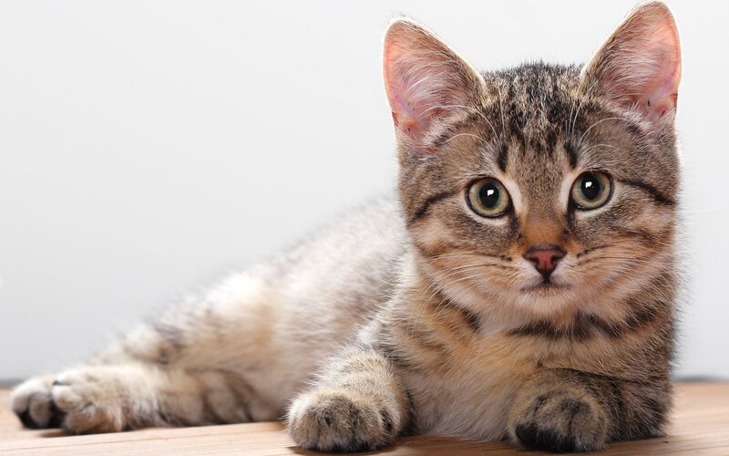 Tabby Kitten Lying — Brown, Calm, Photograph, Wood Floor